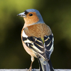 Finches and Old-world Sparrows